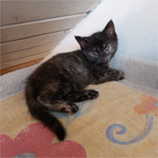 Charlie und ihre zwei Kitten suchen ein Zuhause