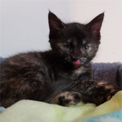 Charlie und ihre zwei Kitten suchen ein Zuhause