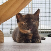 Charlie und ihre zwei Kitten suchen ein Zuhause