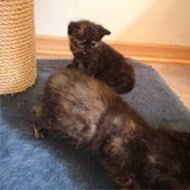 Charlie und ihre zwei Kitten suchen ein Zuhause