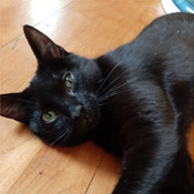 Charlie und ihre zwei Kitten suchen ein Zuhause