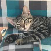 Über 20 junge Katzen und Katzenbabys suchen ein Zuhause