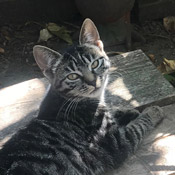 Über 20 junge Katzen und Katzenbabys suchen ein Zuhause