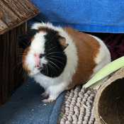 Teddy hat ein neues Zuhause gefunden!
