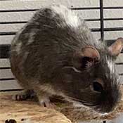  Degu Männchen suchen ein neues Zuhause