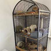  Degu Männchen suchen ein neues Zuhause