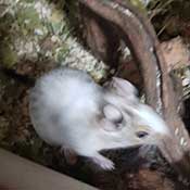  Degu Männchen suchen ein neues Zuhause