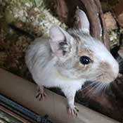  Degu Männchen suchen ein neues Zuhause