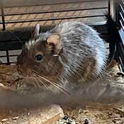  Degu Männchen suchen ein neues Zuhause