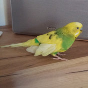 Wellensittich Knöppi sucht ein neues Zuhause