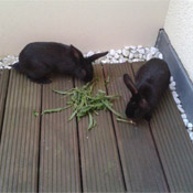 Bugs und Bunny