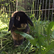 Kaninchen haben ein neues Zuhause gefunden