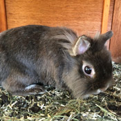 Kaninchen haben ein neues Zuhause gefunden
