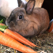 Kaninchen haben ein neues Zuhause gefunden