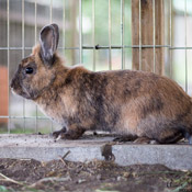 Kaninchen suchen ein neues Zuhause