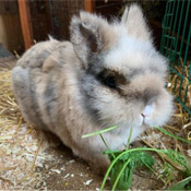 Kaninchen Max sucht ein neues Zuhause