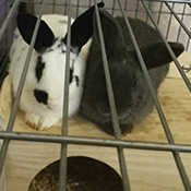 Frida und Shy haben ein neues Zuhause gefunden!