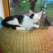 Sammy und Lucky Oktober 2014