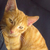 Milow