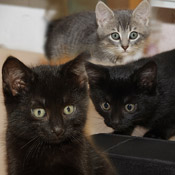 Katzenkinder