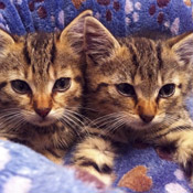 Furby und Milly