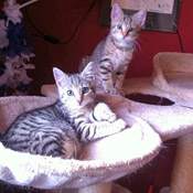 Furby und Milly