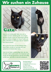 Kater Gato