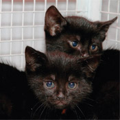 Unsere Katzenkinder haben ein Zuhause gefunden.