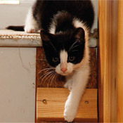 Unser Katzenkind Lucy hat ein Zuhause gefunden.