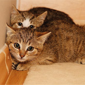 Unsere Katzenkinder haben ein Zuhause gefunden.