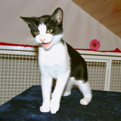 Unser Katzenkind Lucy hat ein Zuhause gefunden.