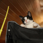 Unser Katzenkind Lucy hat ein Zuhause gefunden.