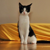 Unser Katzenkind Lucy hat ein Zuhause gefunden.
