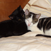Karli und Wilma (schwarz)