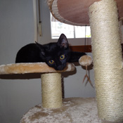 Wilma