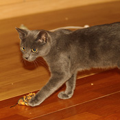 Henry