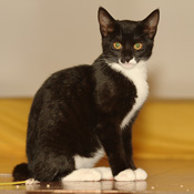 Minou