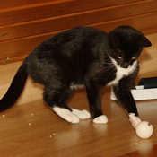 Minou