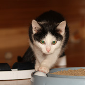 Findus