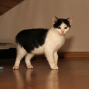 Findus