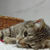 Lulu