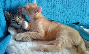 Izzy und Iwa