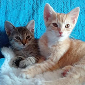 Izzy und Iwa