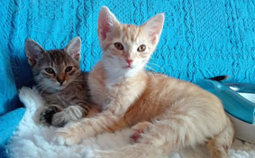 Izzy und Iwa