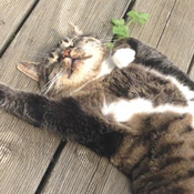 Kater Jonathan