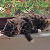 Kater Jonathan