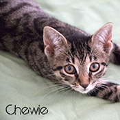 Katzenkinder