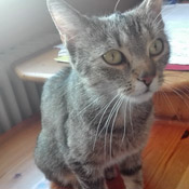 Susi