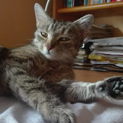 Susi