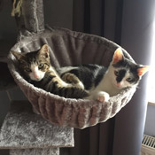 Anton und Julchen